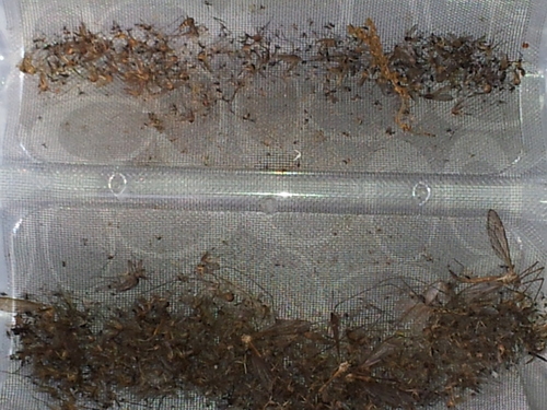 SkeeterVac SV5100 Outdoor Mosquito & Backyard Insect Trap, 1+ Acre Coverage customer photo 2