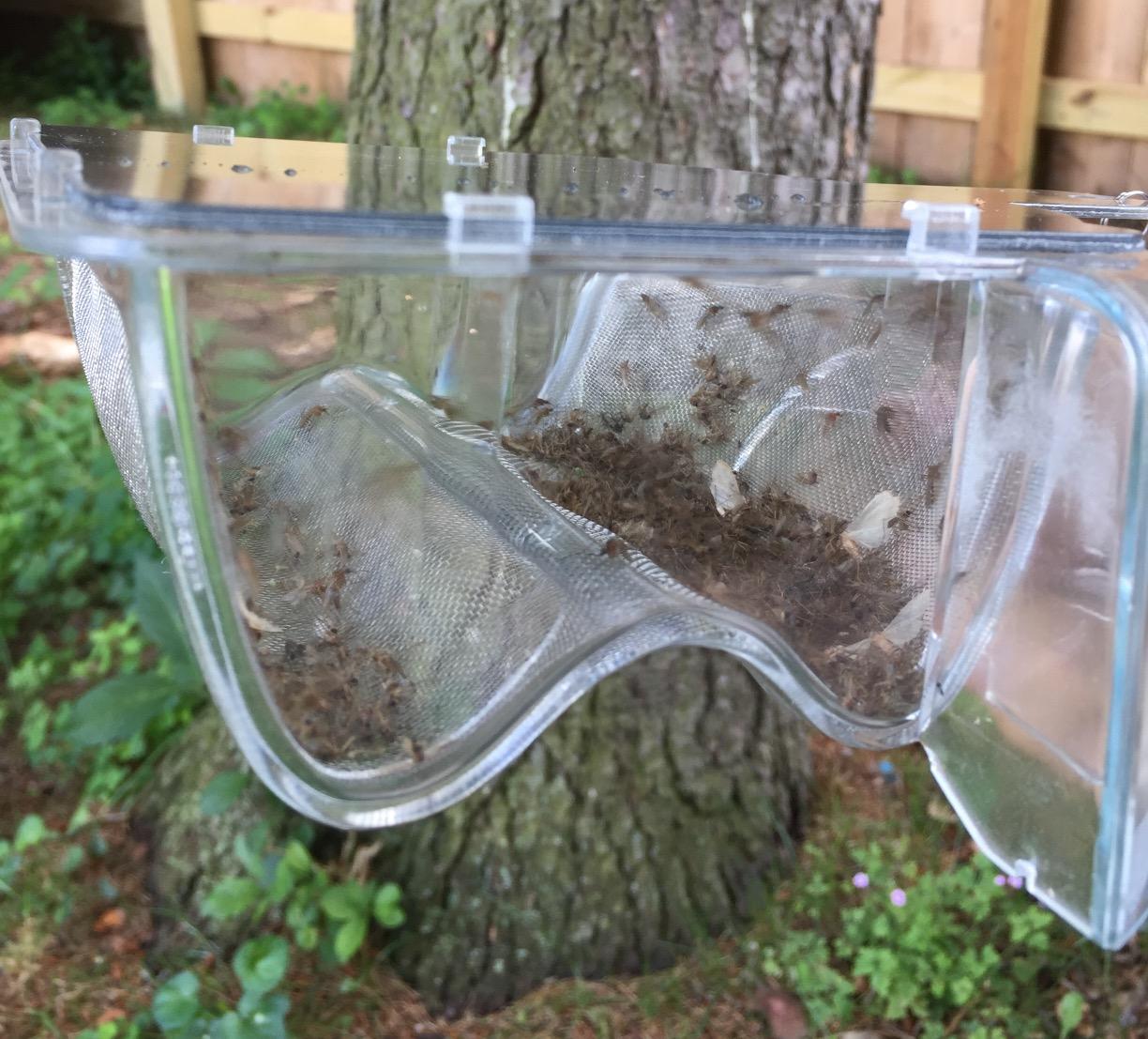 SkeeterVac SV3100 Outdoor Mosquito and Backyard Insect Trap, Up to 1 Acre Coverage customer photo 2
