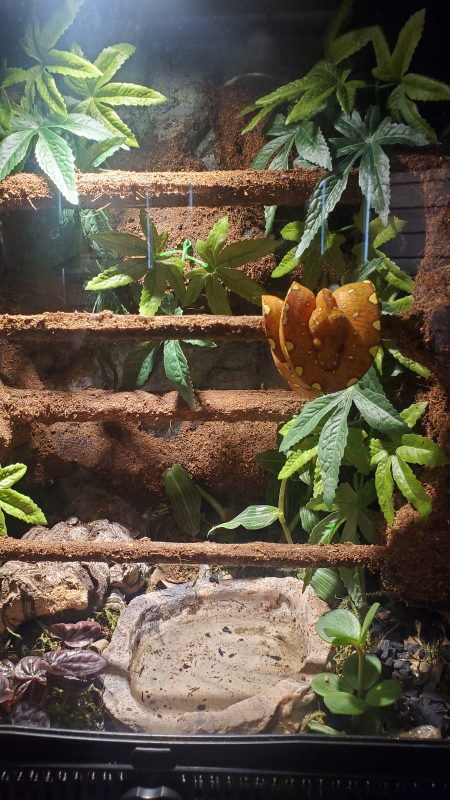Zoo Med Repti Fogger customer photo 1