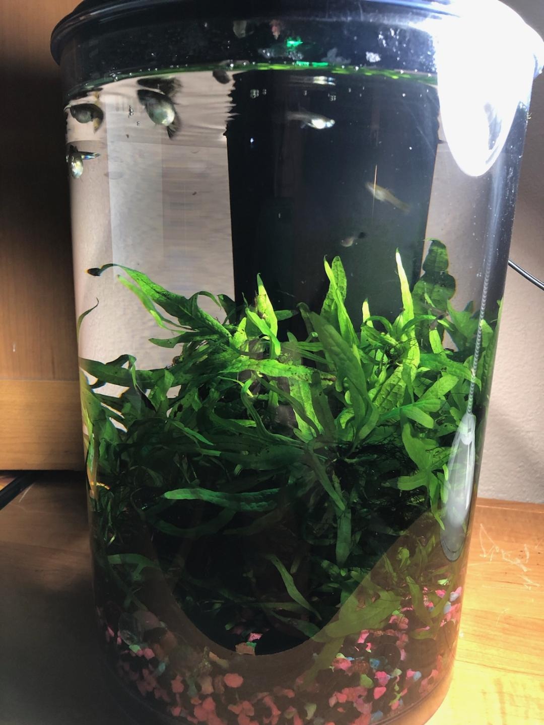Koller Products AquaView 3-Gallon 360 Aquarium with LED Lighting (7 Color Choices) and Power Filter, 10.25 x 10.25 x 14.5 customer photo 2