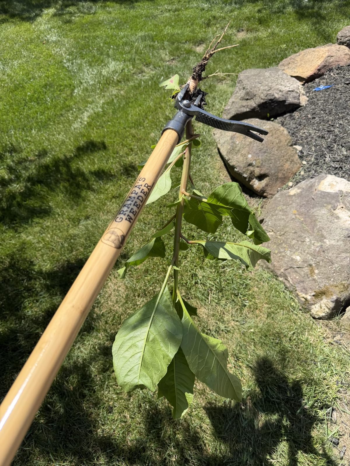 Grampa's Weeder Original Stand Up Weed Puller Tool with Bamboo Long Handle customer photo 1