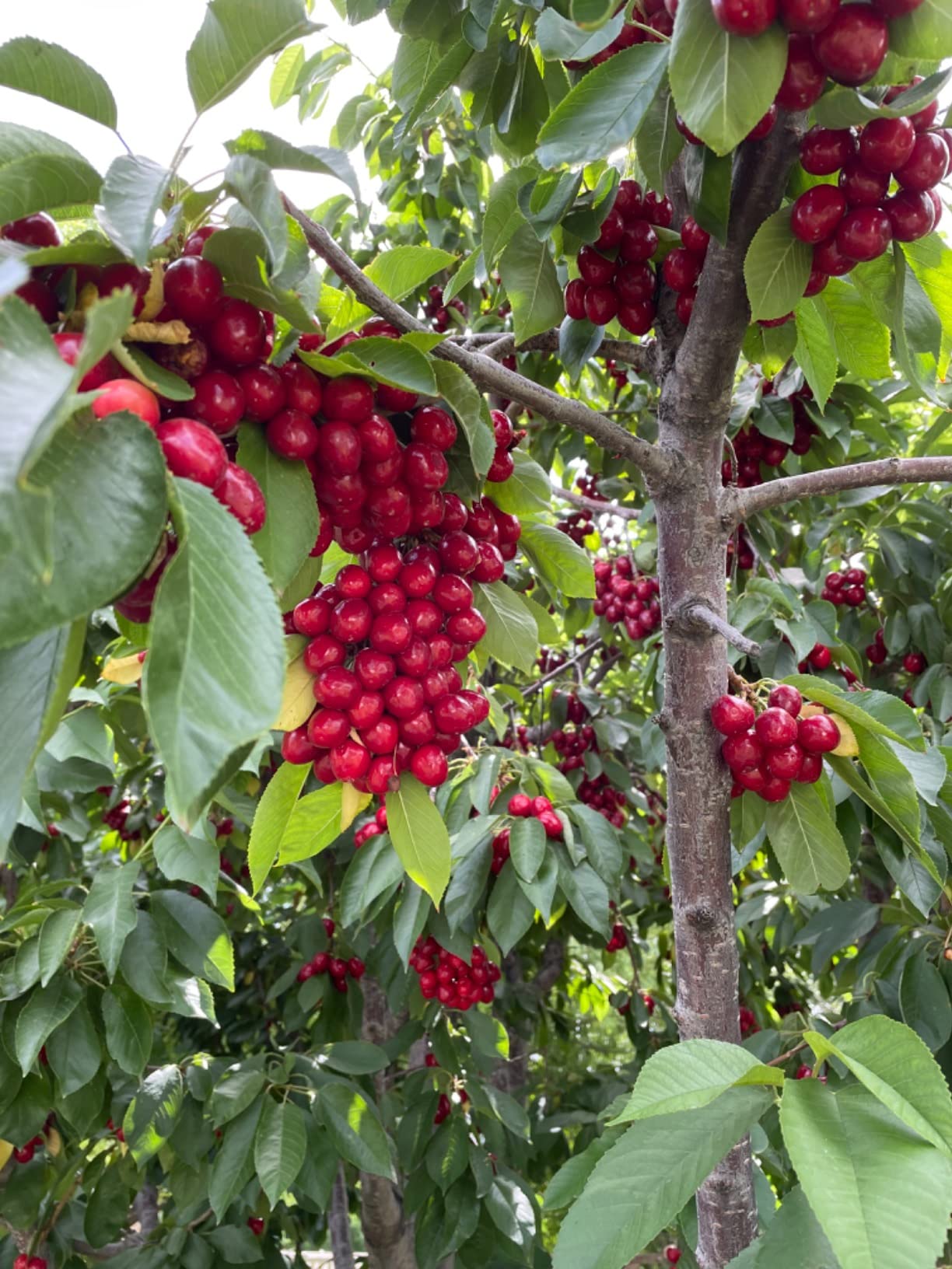 Norpro Deluxe Cherry Pitter Automatic Feed Tray, 1.75in/4.5cm, As Shown customer photo 1
