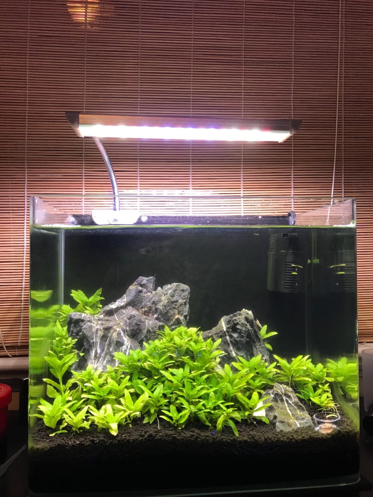 PENN-PLAX Water-World Radius Desktop Nano Aquarium Kit – Come with LED Light, Internal Filter, and Mat – Perfect for Shrimp and Small Fish – 5 Gallon Tank customer photo 2
