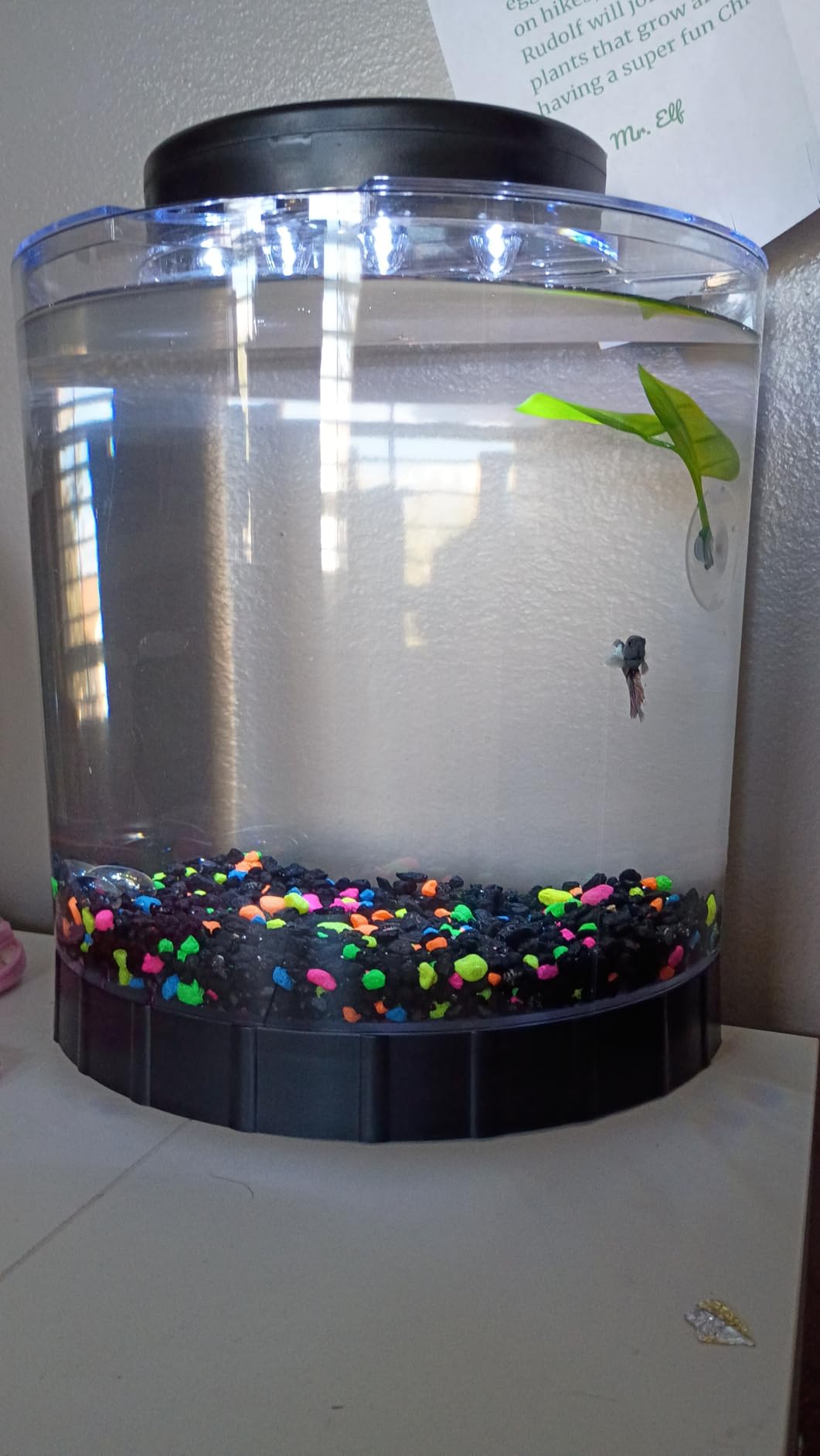 Tetra LED Half Moon 1.1 Gallon Fish Tank Kit for Betta Fish customer photo 1