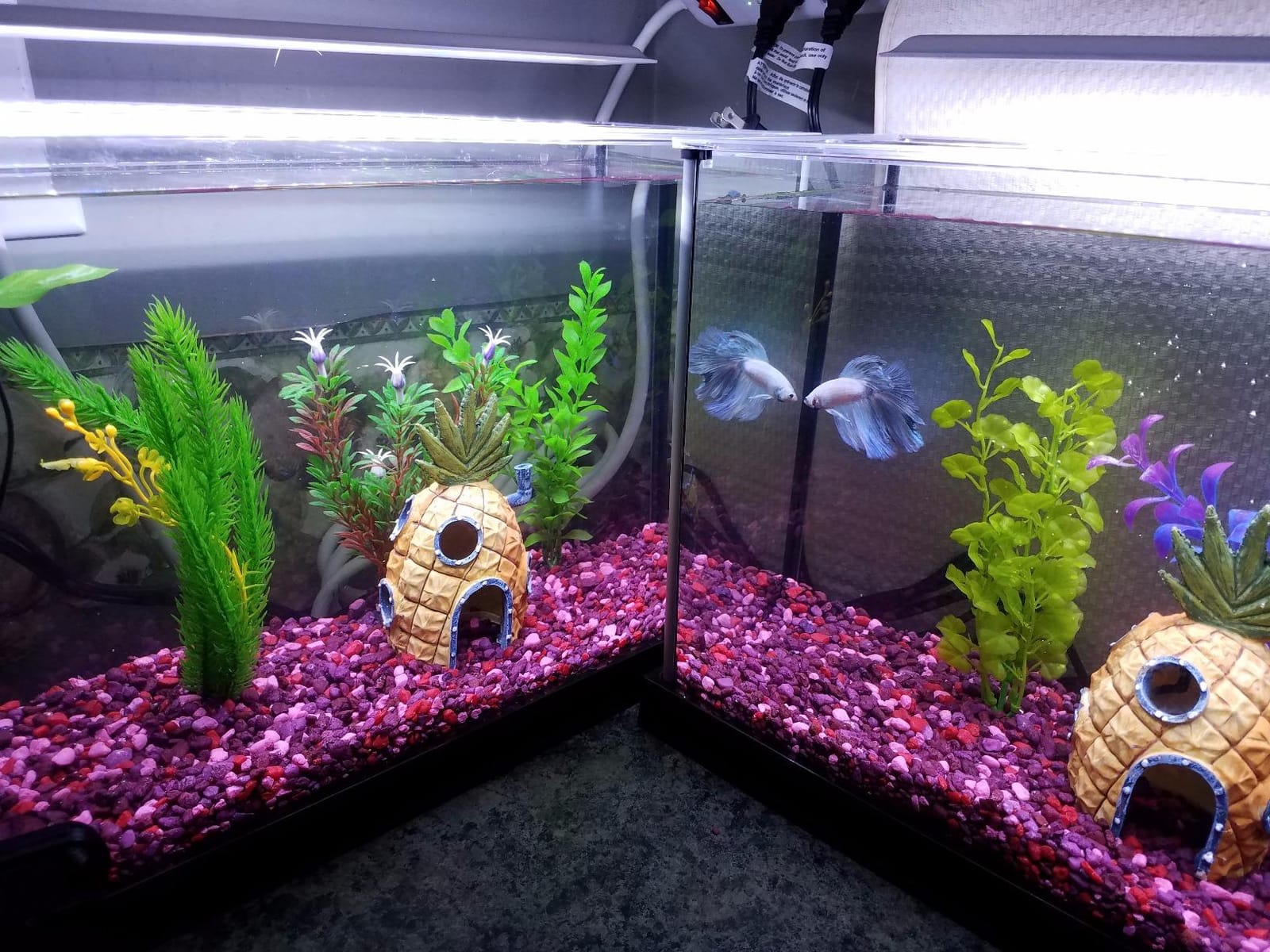 Fluval SPEC Aquarium Kit, 5-Gallon customer photo 1