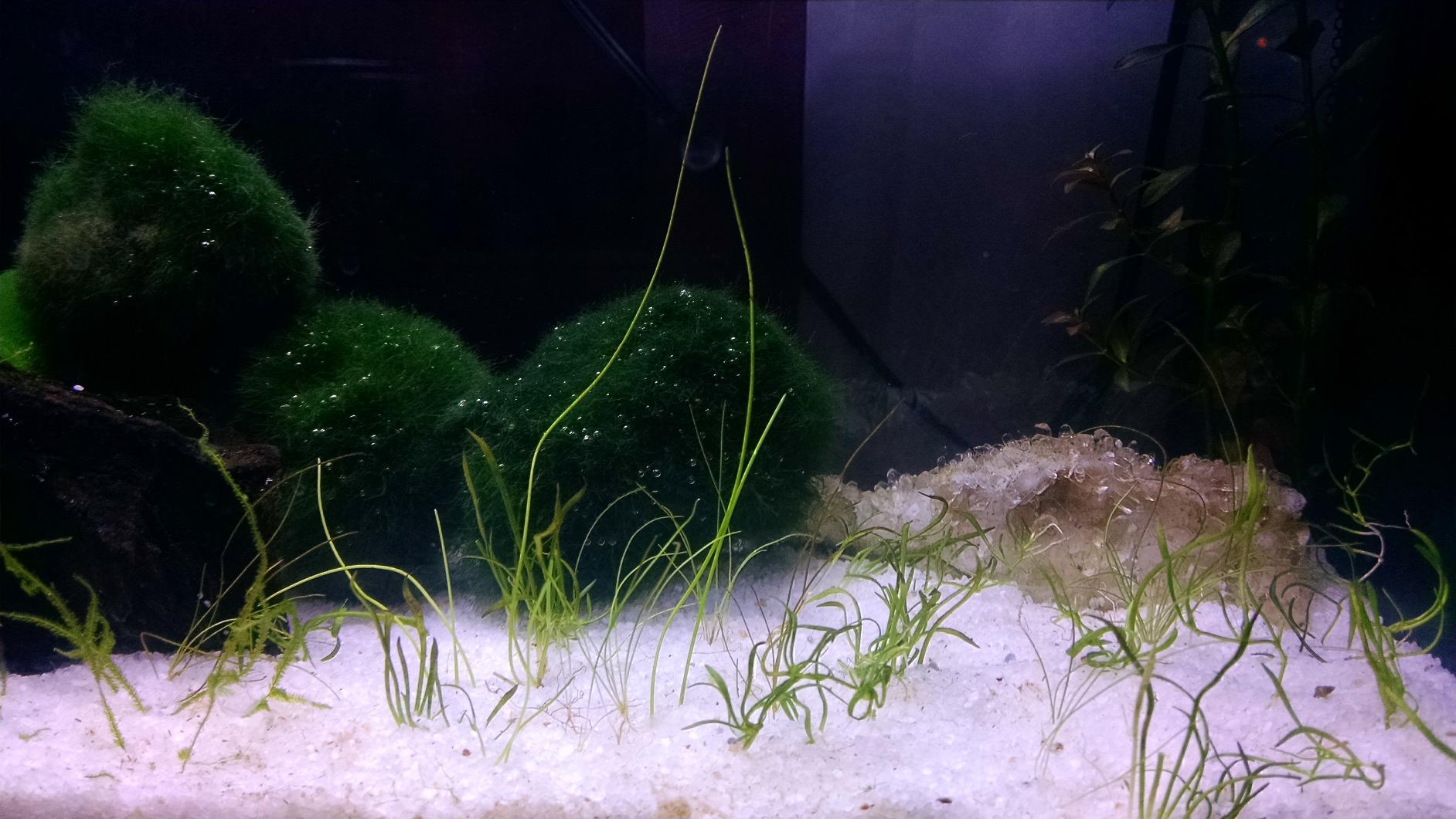 Fluval SPEC Aquarium Kit, 5-Gallon customer photo 2