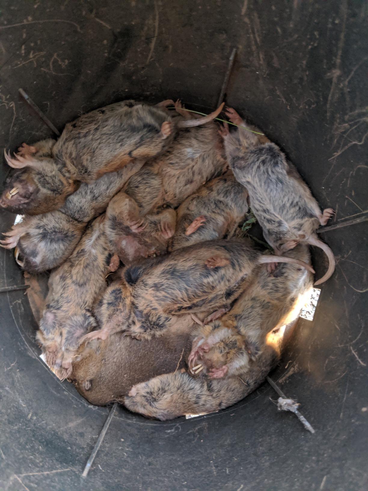 Cinch Gopher Trap Kit - Professional-Grade Gopher Traps That Work Best, Heavy Duty, Reusable Rodent Trapping System (3 Pack) customer photo 2