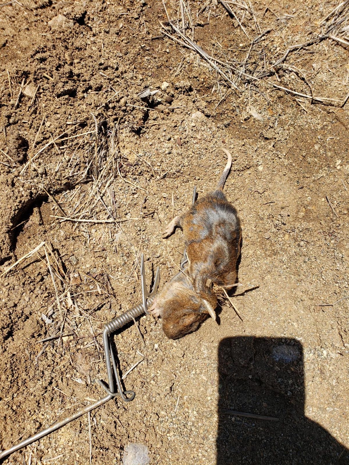 Six Pack of DK-1 Gopher Traps. Pocket Gopher Traps customer photo 1