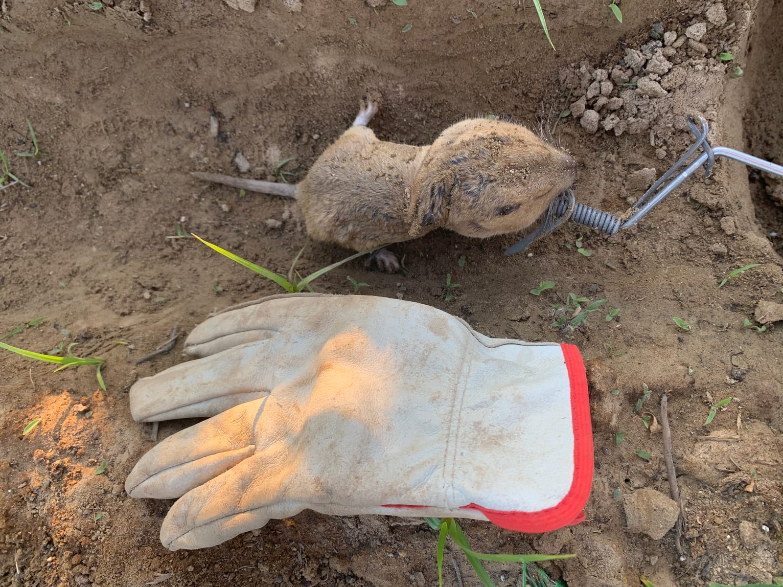 Six Pack of DK-1 Gopher Traps. Pocket Gopher Traps customer photo 2