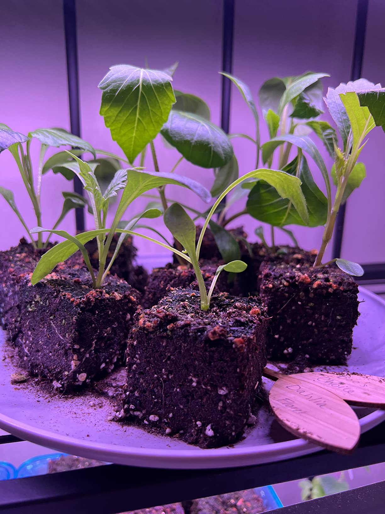 Authentic Ladbrooke Mini 4 Soil Blocker — Four 2
