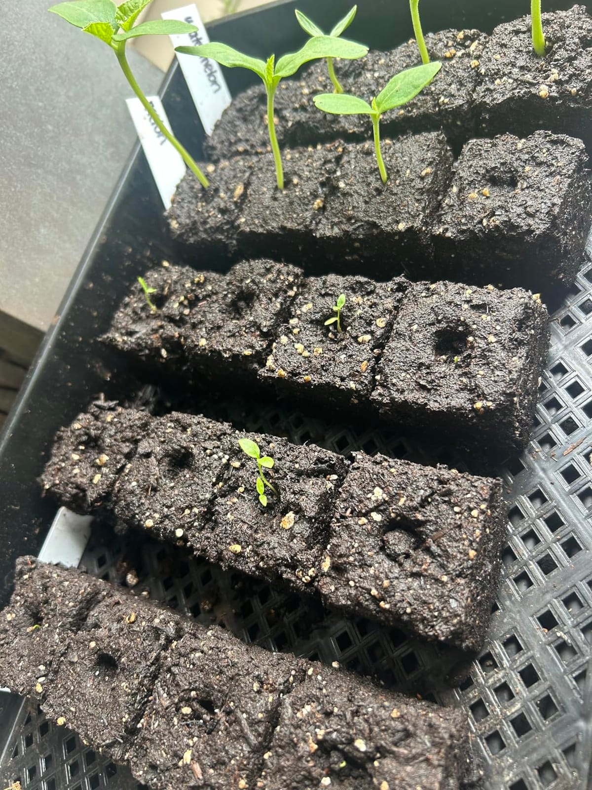 Authentic Ladbrooke Mini 4 Soil Blocker — Four 2