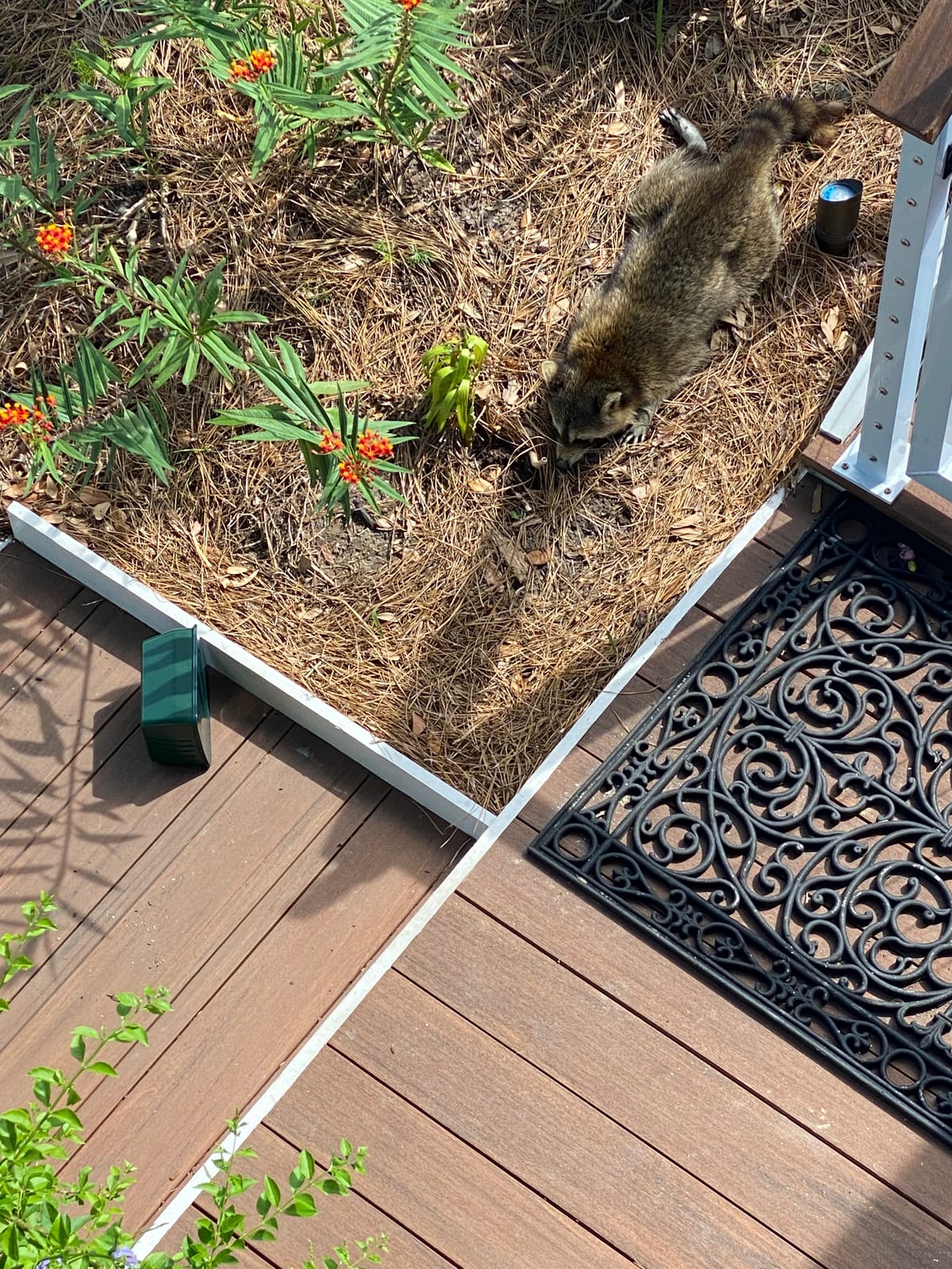ASPECTEK Includes AC Adapter, Extension Cord Pest Repeller Yard Sentinel 2 Pack Outdoor Ultrasonic Animal Control, Green, Sound Frequency:15 kHz -18 kHz customer photo 1