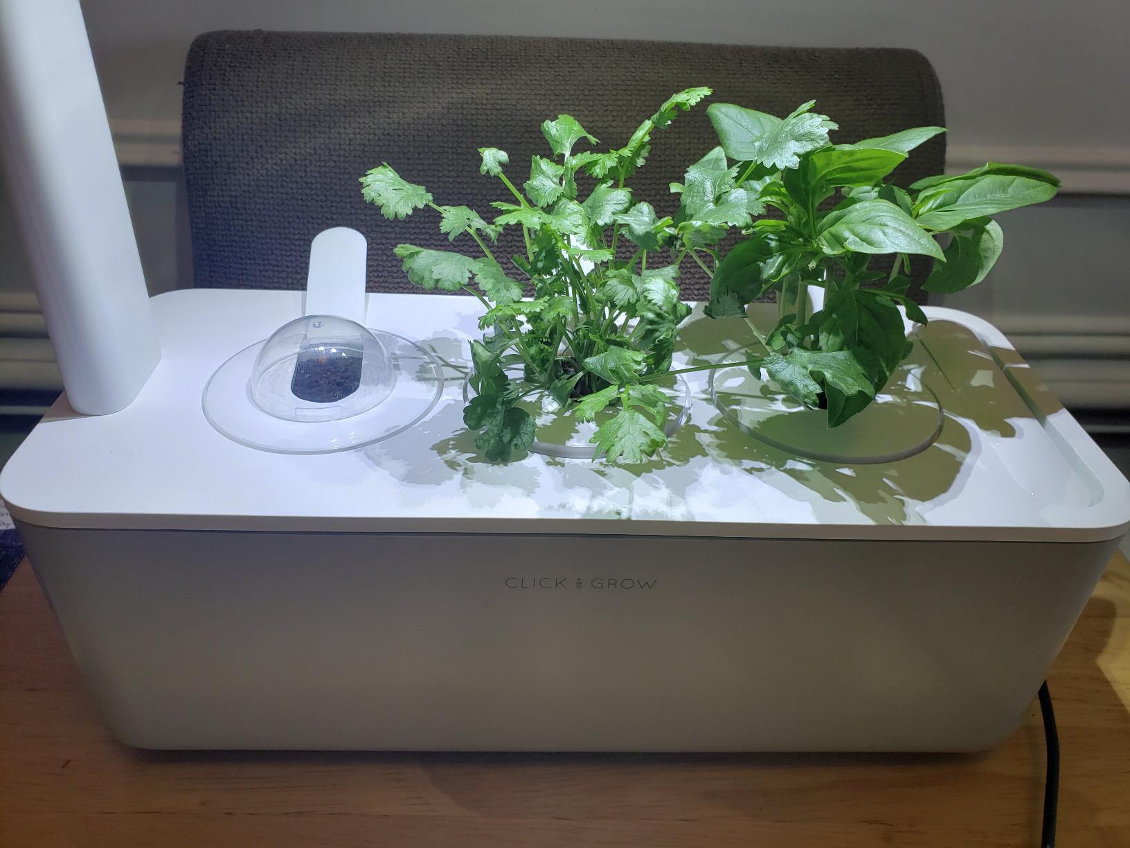 Click & Grow Indoor Herb Garden Kit with Grow Light | Smart Garden for Home Kitchen Windowsill | Easier Than Hydroponics Growing System | Vegetable Gardening Starter (3 Basil Pods Included), White customer photo 1