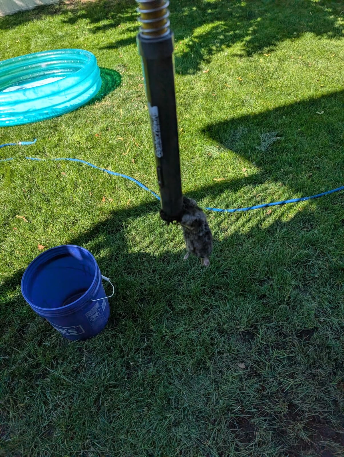 GopherHawk Single Trap for Gophers and Moles, 1 GH-TRP customer photo 1