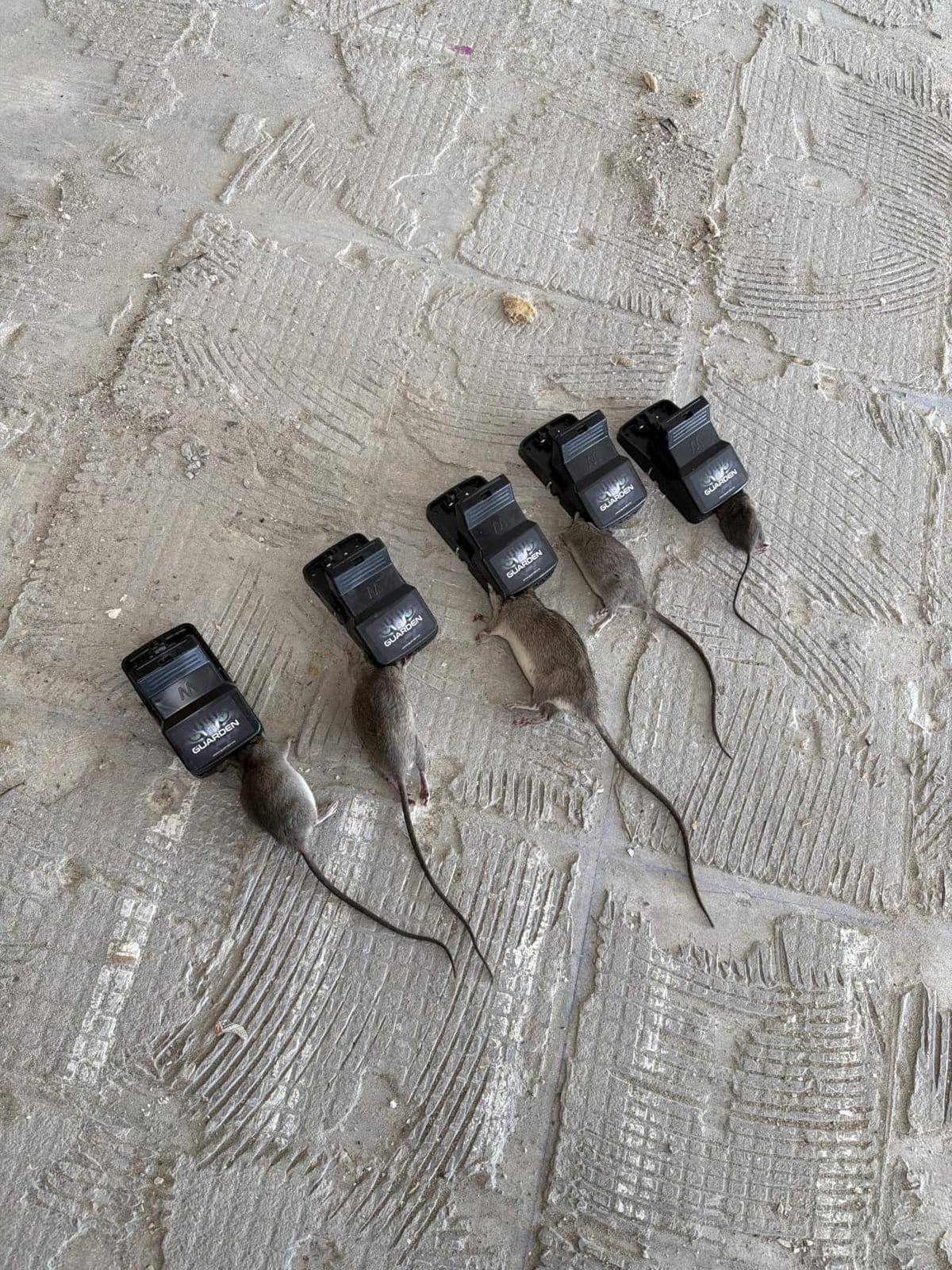 Rat Trap Six Pack - Powerful Reusable Traps for a Quick Kill Indoor or Out customer photo 1