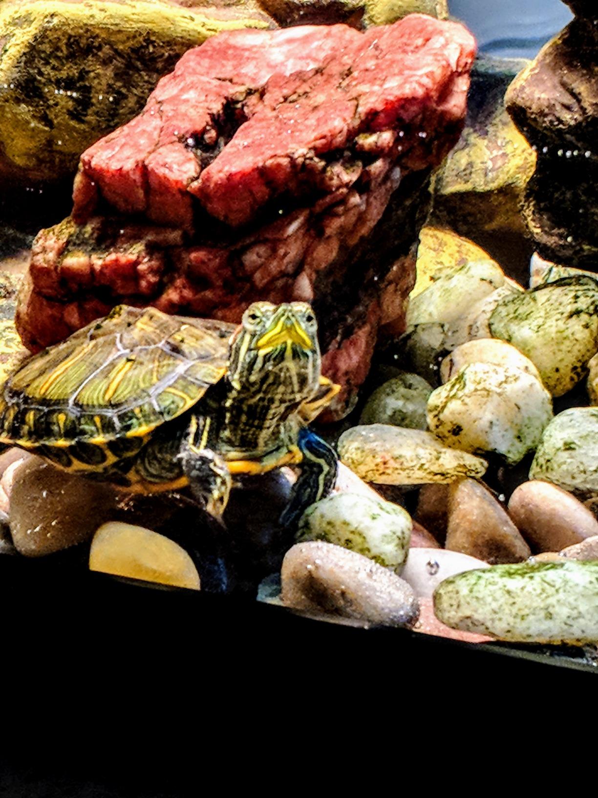 Tetra 20 Gallon Deluxe Aquarium Kit for Aquatic Turtles customer photo 2