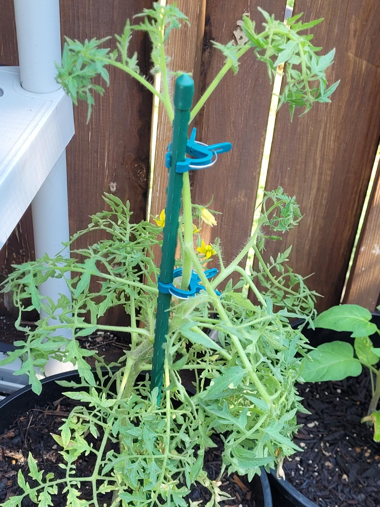 25 Pack 55 Inch Tall Plant Stakes for Tomatoes & Climbing Plants customer photo 2
