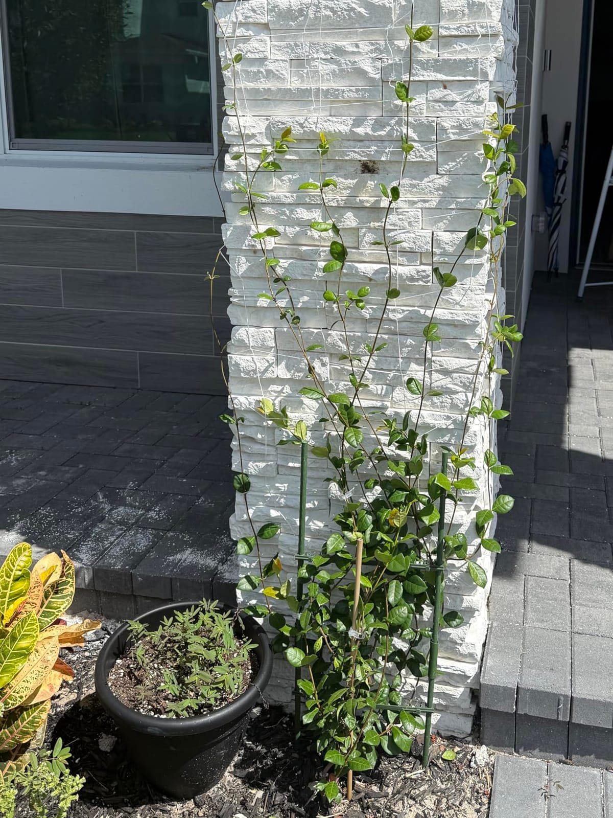 BaseGoal 3.5in Mesh Trellis Netting, 5x15ft, 1 Pack customer photo 2