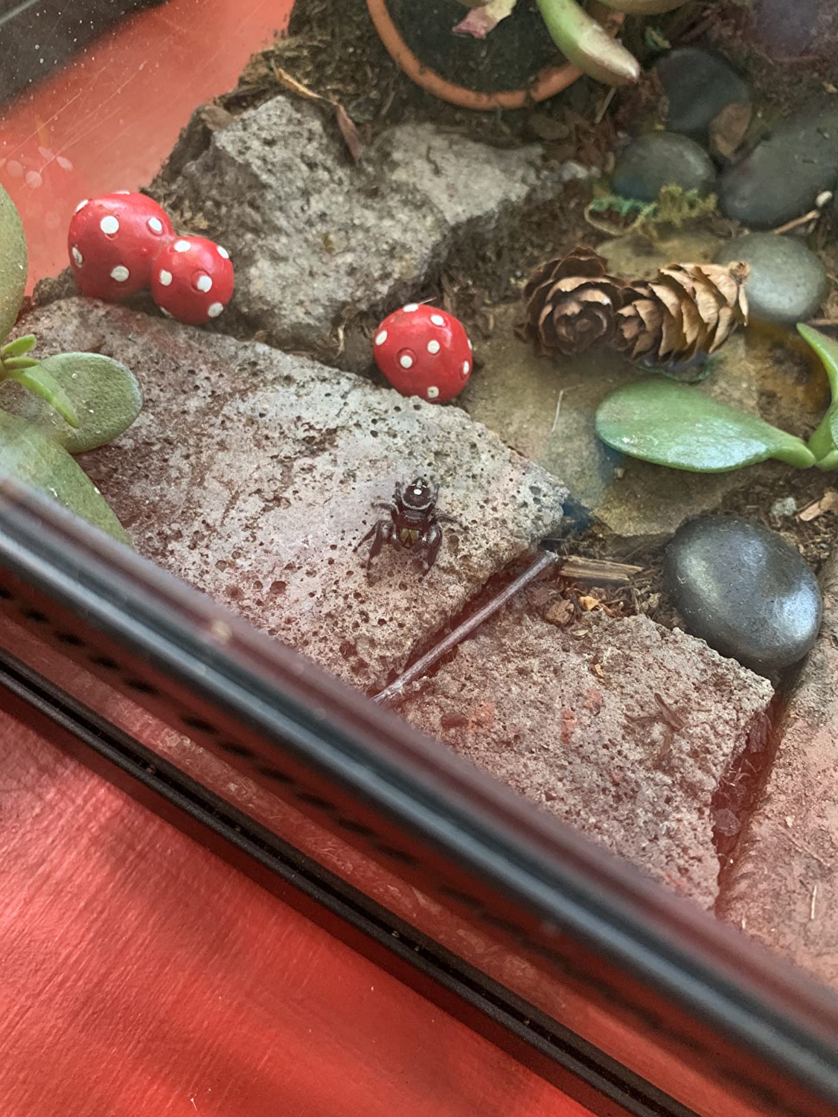 REPTIZOO Mini Reptile Glass Terrarium Tank 8