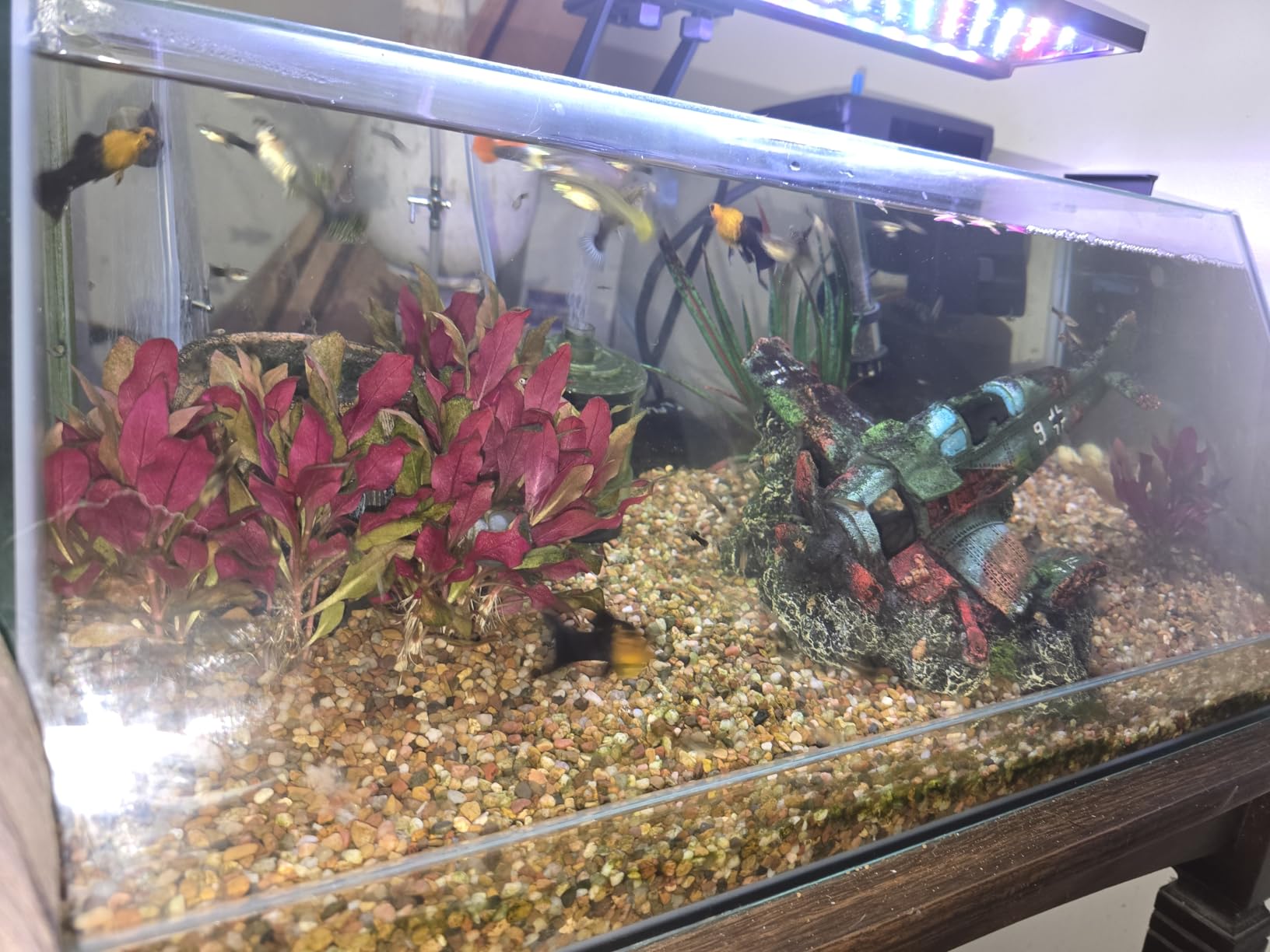 Seachem Tidal Filter, 35 gal. (135 L) NA 120 V, 60 Hz, US, 2P customer photo 2