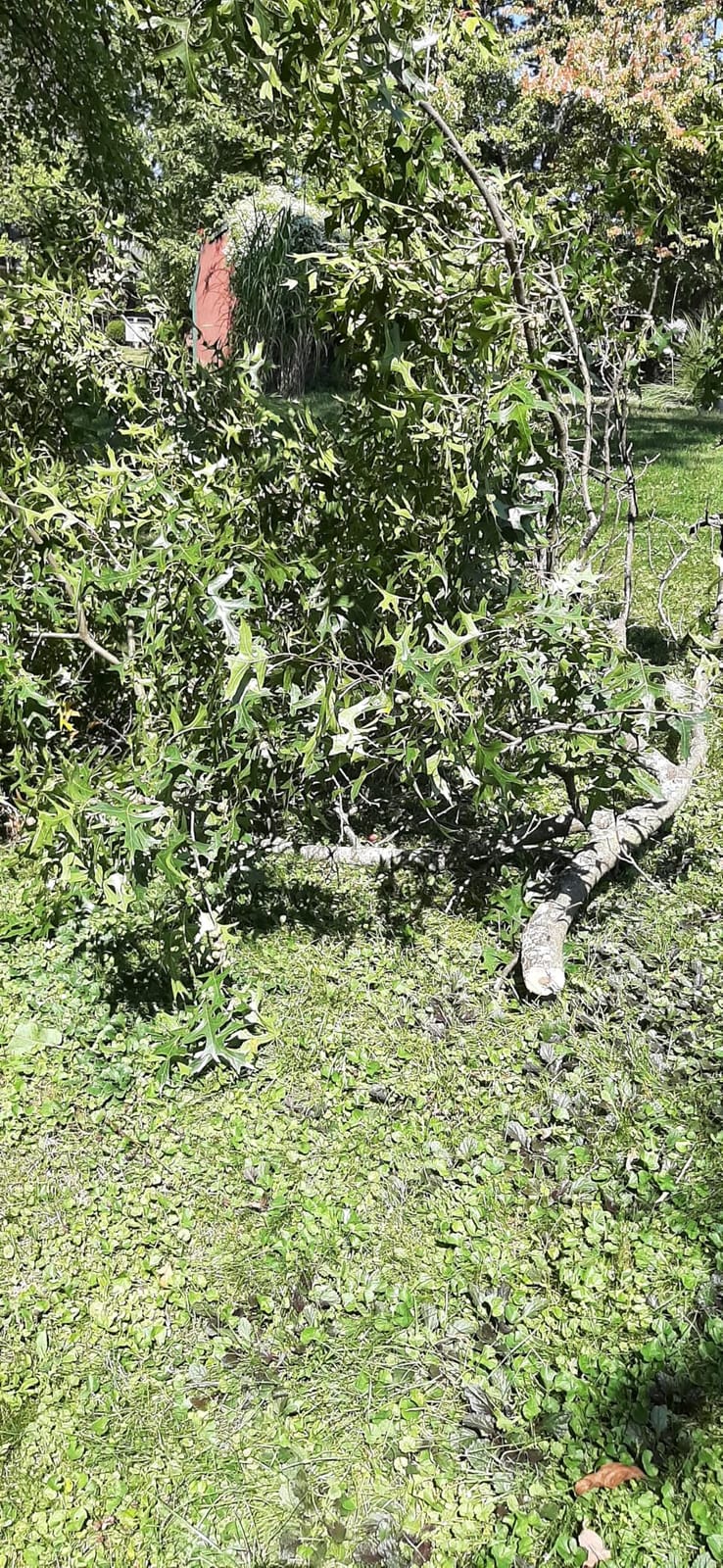 EZ Kut Professional Pole Saw 20’ Extendable - Manual Pole Saw for Tree Trimming. Branch Cutter with Double Hook for Branch Removal - Best Tree Pruner. Tree trimmer pole saw. Since 1988 customer photo 2