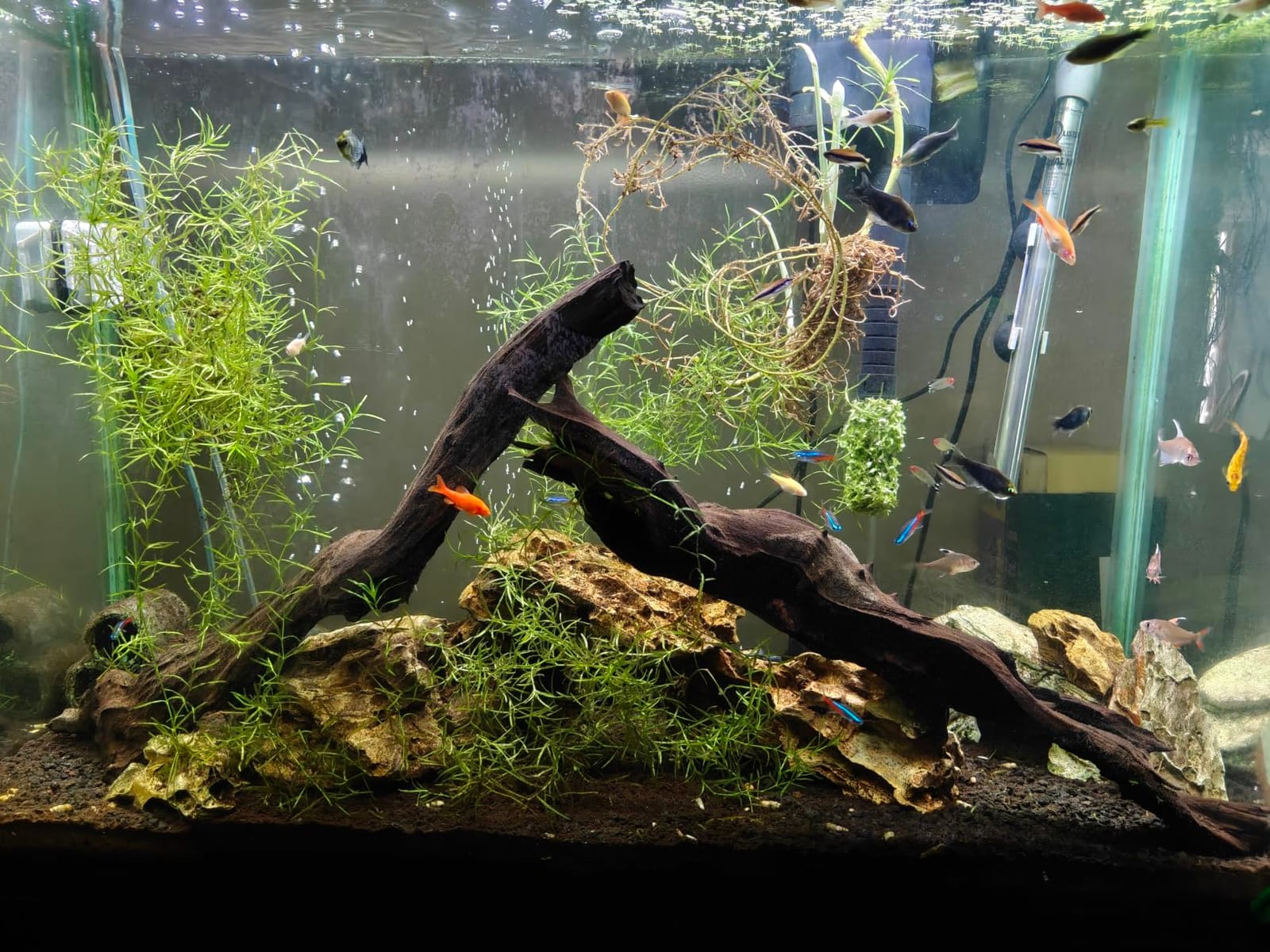 AQUANEAT LED Aquarium Light Full Spectrum for 18 Inch to 24 Inch Fish Tank Light Fresh Water customer photo 1