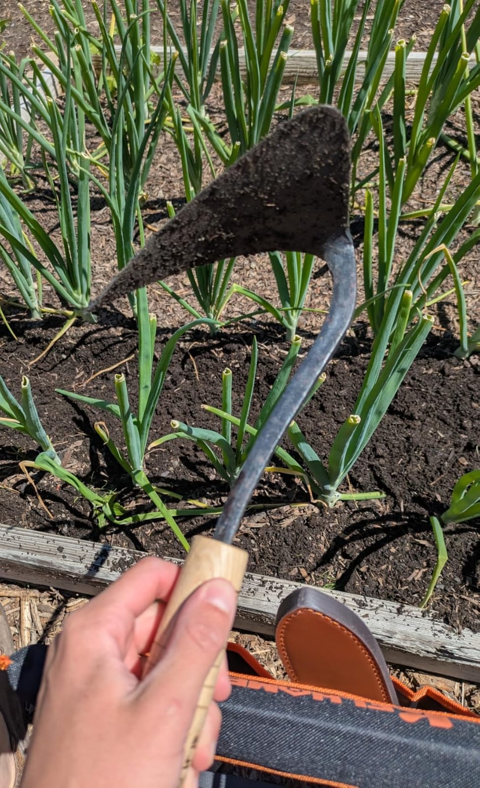 Premium Quality Hand plow Hoe with Safety Cover for Easy Gardening, Weeding and Farming Made by Korean Master Blacksmith customer photo 1