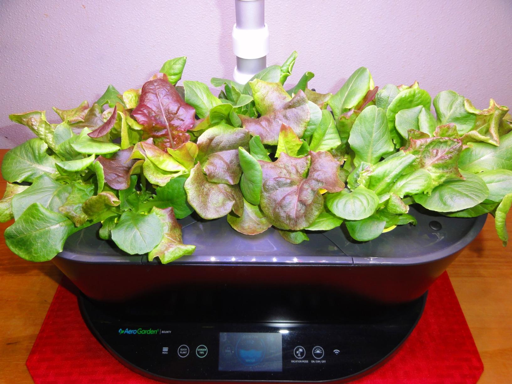AeroGarden Bounty, White customer photo 2