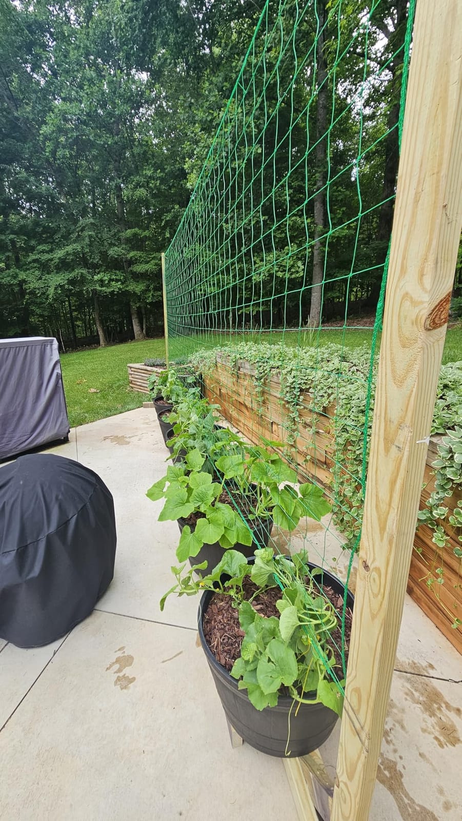 Trellis Netting for Climbing Plants - Heavy Duty Garden Trellis Netting for Cucumber, Vine, Fruits & Vegetables Tomato Plants Trellis Net, Climbing Vining Plants (1-Pack 8.2' x 6.6'Ft) customer photo 1