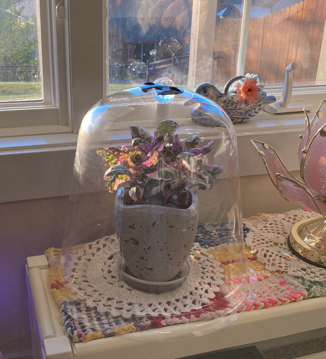 HTG Supply Garden Cloche Plant Protector Bell - Reusable Vented Plastic Dome customer photo 2
