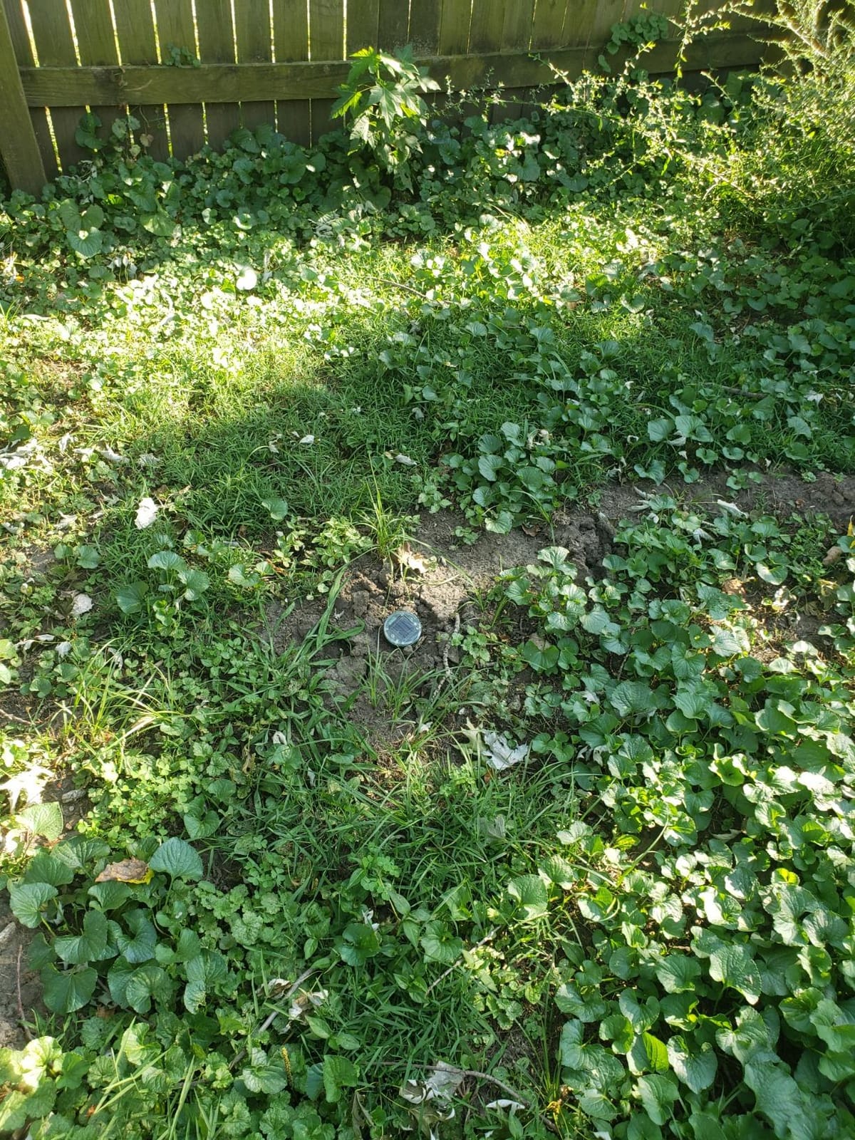 Gopher Repellent Ultrasonic Solar Powered - Mole Repellent Stakes Outdoor Pet Safe - Groundhog Repeller Snake Rodent Gopher Spikes Chaser - Sonic Mole Deterrent Devices (4) customer photo 1