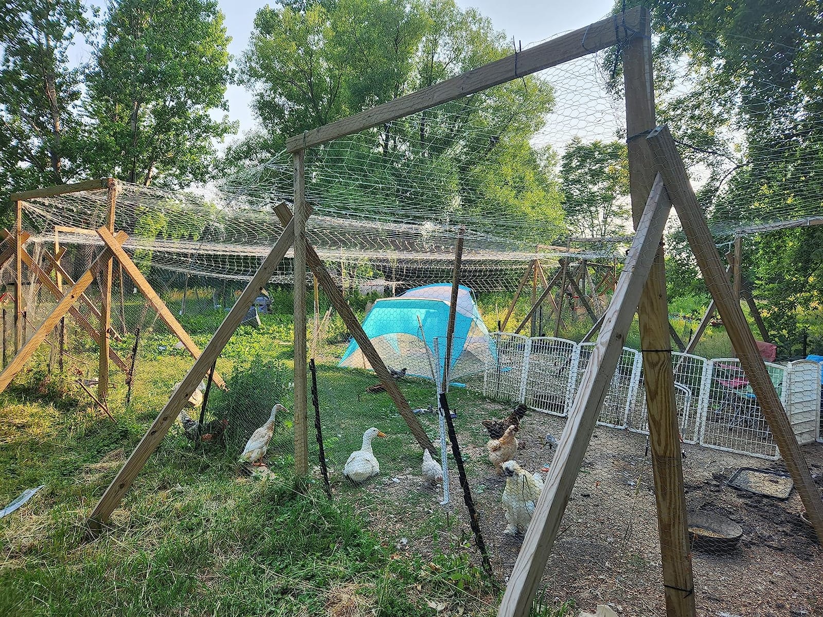 Toolazy Trellis Netting 5 x 350 ft - Heavy Duty Nylon Garden Netting with 6 Inch Mesh, Soft Plant Support Net for Tomatoes, Cucumbers, Peas, Vine Climbing Vegetables, Indoor Outdoor Greenhouse customer photo 2