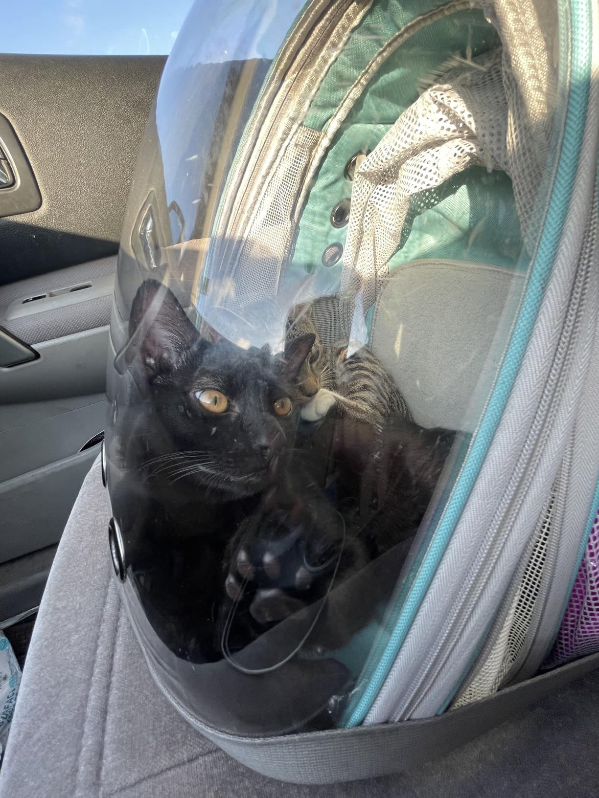 Dual Expandable Large Cat Backpack Carrier customer photo 1