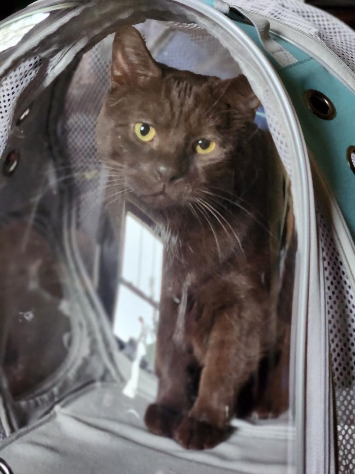 Dual Expandable Large Cat Backpack Carrier customer photo 2