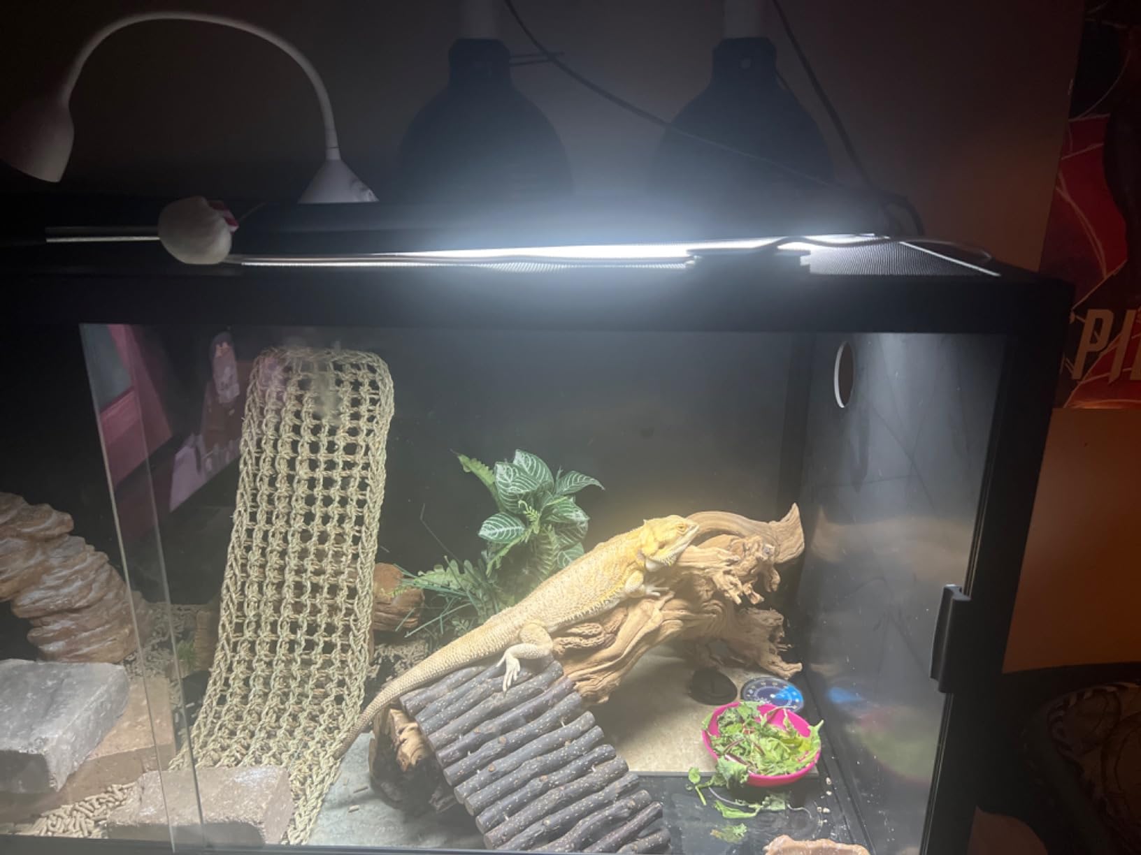 REPTI ZOO T5 HO UVB Lighting Combo Kit, Terrarium Hood Comes with Desert 10.0 UVB T5 Lamp (24W) customer photo 2
