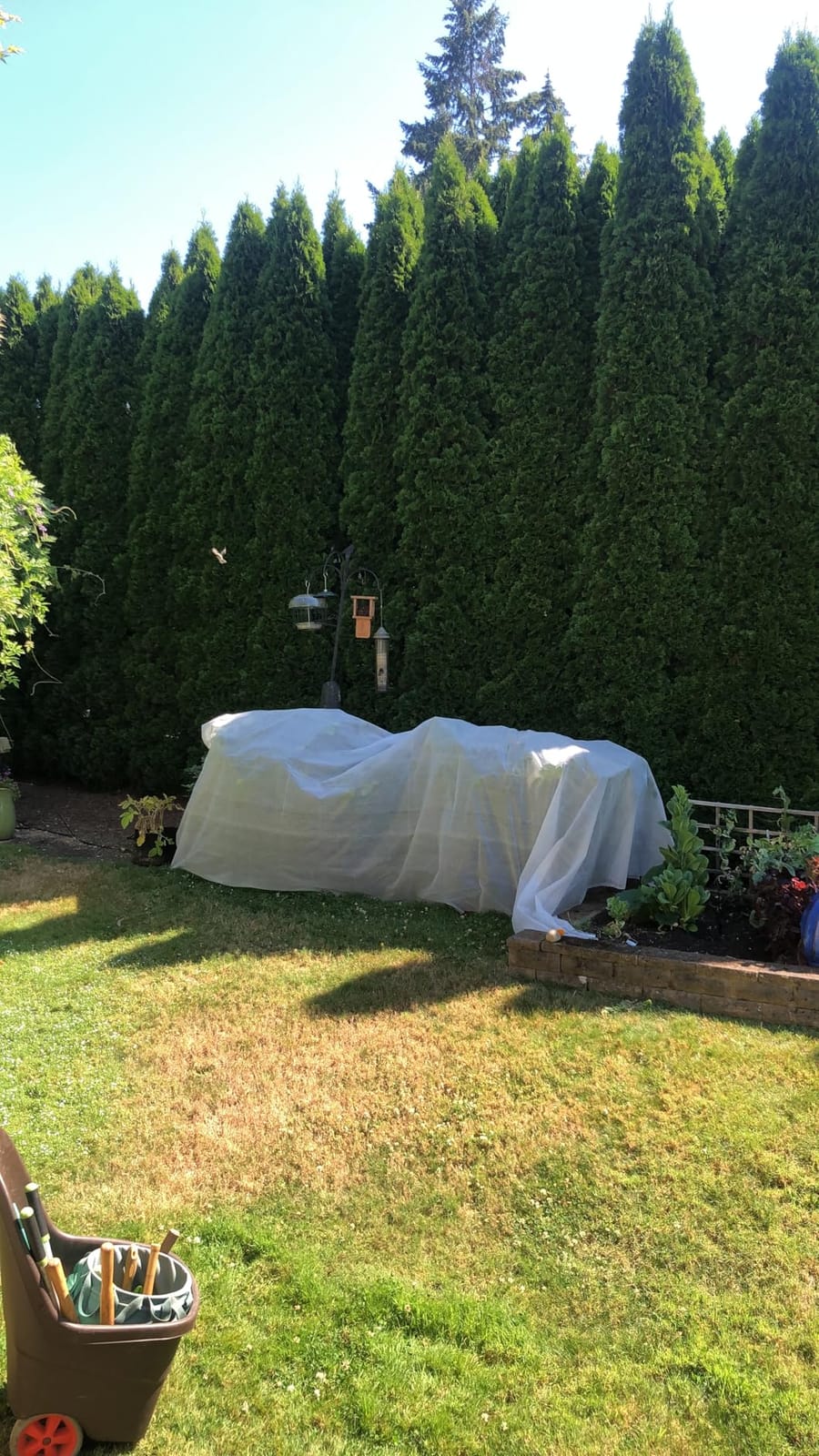 Plant Covers Freeze Protection, 10ft x 30ft 1.0oz/yd² Reusable Floating Row Cover, Frost Cloth for Outdoor Plants, Breathable Frost Blanket for Winter Cold Weather & Pest Protection customer photo 1