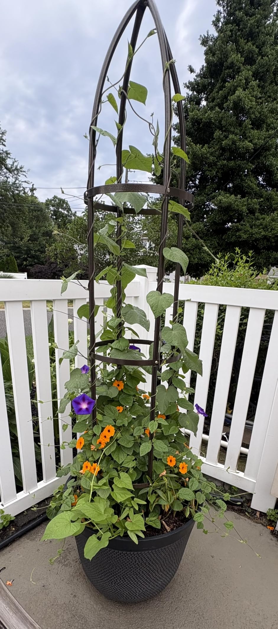 100% Metal Garden Obelisk Trellis Heavy Duty 6.3 ft Tall for Climbing Vines customer photo 1