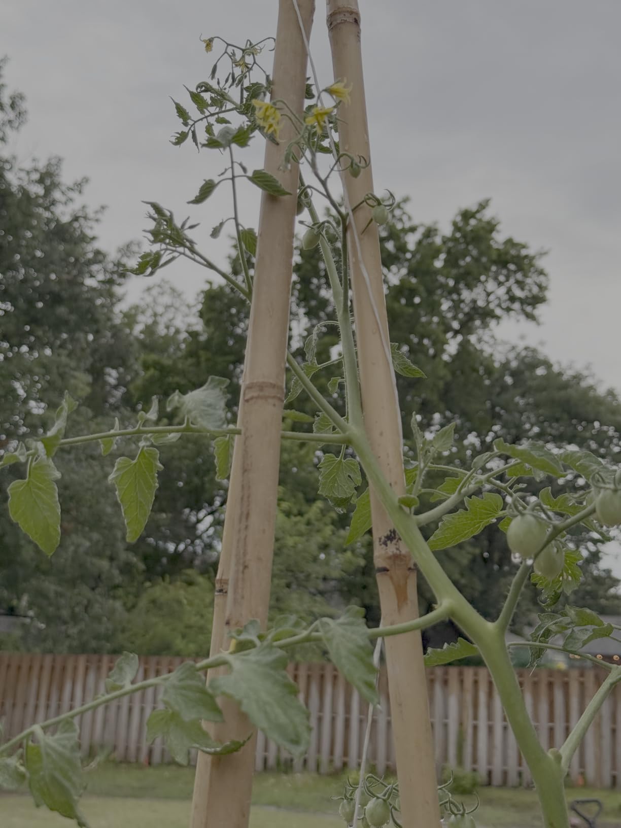 Cambaverd Bamboo Stakes 6 Feet, Tall Garden Stakes, 20 Pack Bamboo Poles customer photo 1