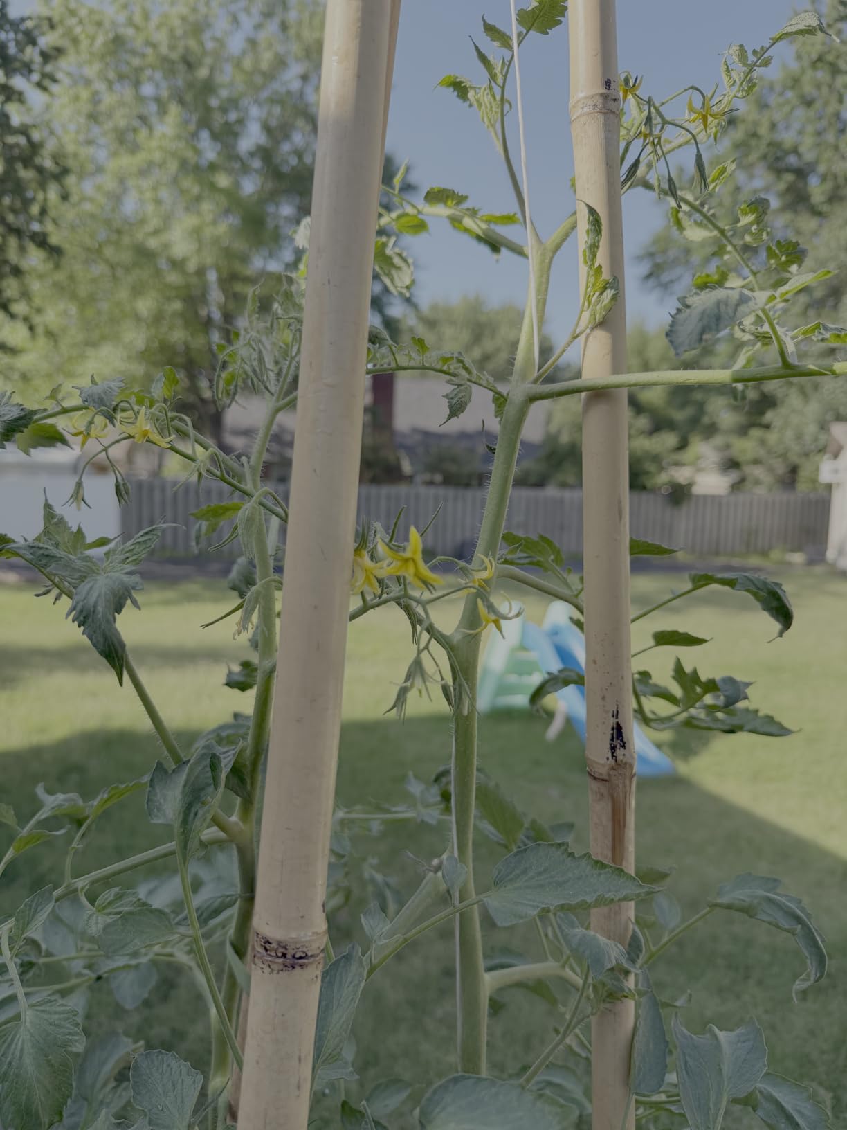 Cambaverd Bamboo Stakes 6 Feet, Tall Garden Stakes, 20 Pack Bamboo Poles customer photo 2