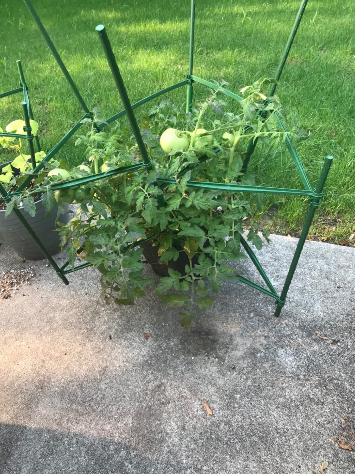 Moirsunt 6 Packs Tomato Cage for Garden, Up to 48Inch Plant Support Stakes customer photo 2