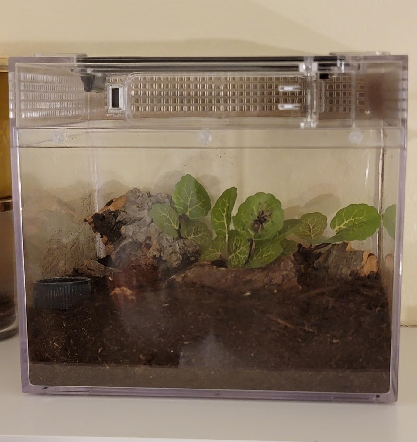 Reptile Growth Mini Reptile Terrarium,12