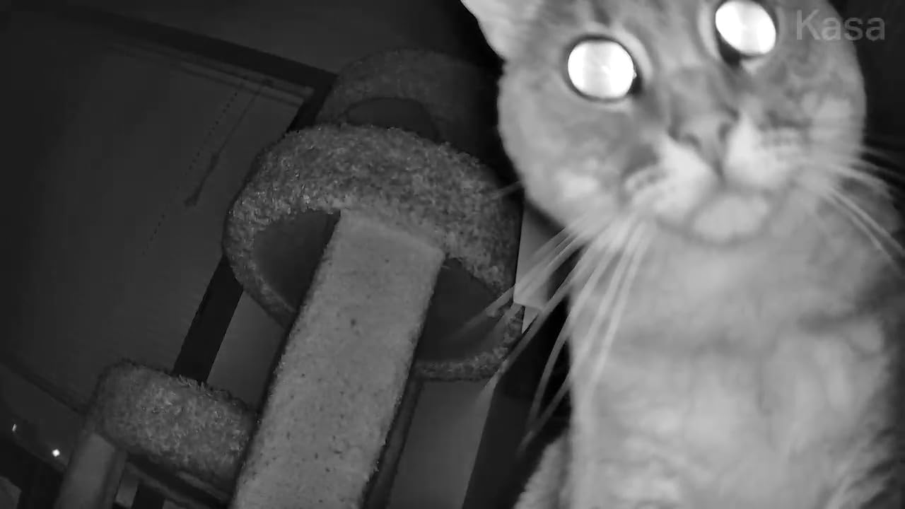 Kasa 2K+ Indoor Pan/Tilt Wired Security Camera, Baby & Pet Monitor, KC410S customer photo 1