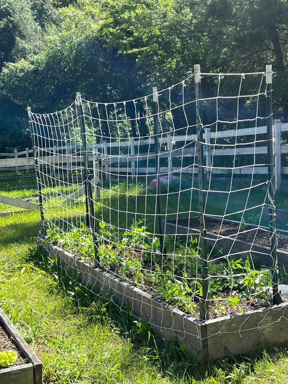 Trellis Netting, CANAGROW Heavy-Duty Garden Plant Trellis Netting for Climbing Plants, Outdoor Indoor Grow Net for Beans Tomatoes Peas Pumpkin Flowers, 6x30ft, 1 Pack customer photo 2