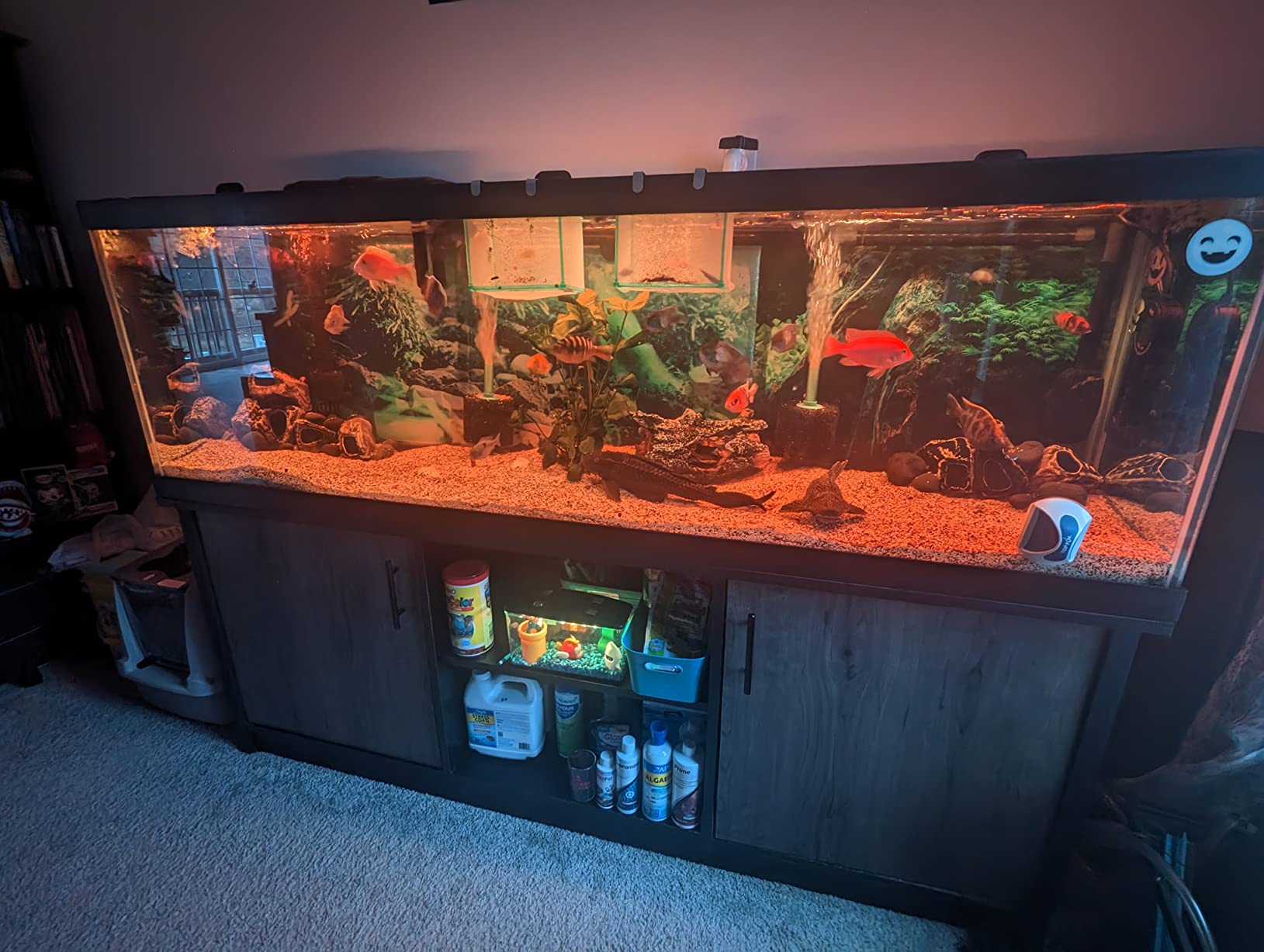 hygger 24/7 Mode Submersible Aquarium LED Light, Full Spectrum Hidden Fish Tank Light with 3 Rows Beads 7 Colors Auto On Off Sunrise-Daylight-Moonlight, Adjustable Timer Brightness customer photo 1