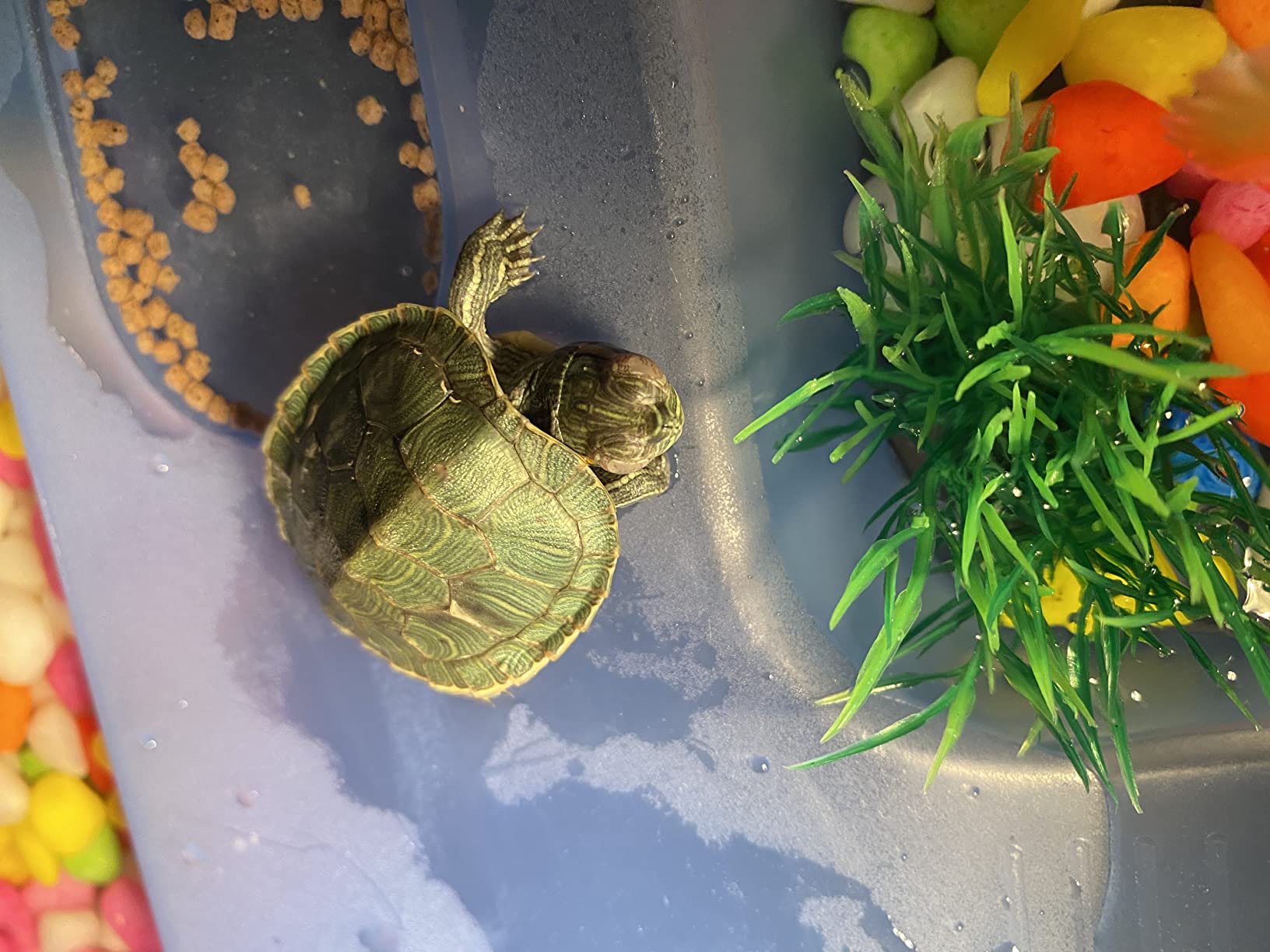 Rypet Baby Turtle Tank Starter Kit, Small Turtle Tank with Filter & Light customer photo 1