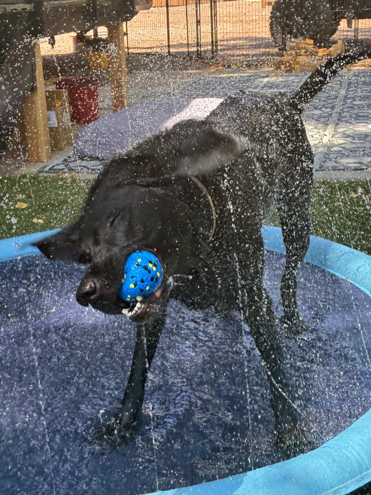 Raxurt Non-Slip Splash Pad for Kids and Dog, 67'' Splash Pad Thicken 0.58mm for Kids Ages 4-8 Toddler Baby Splash Sprinkler Pad Dog Pool Summer Outdoor Water Toys for Boys Girls customer photo 1