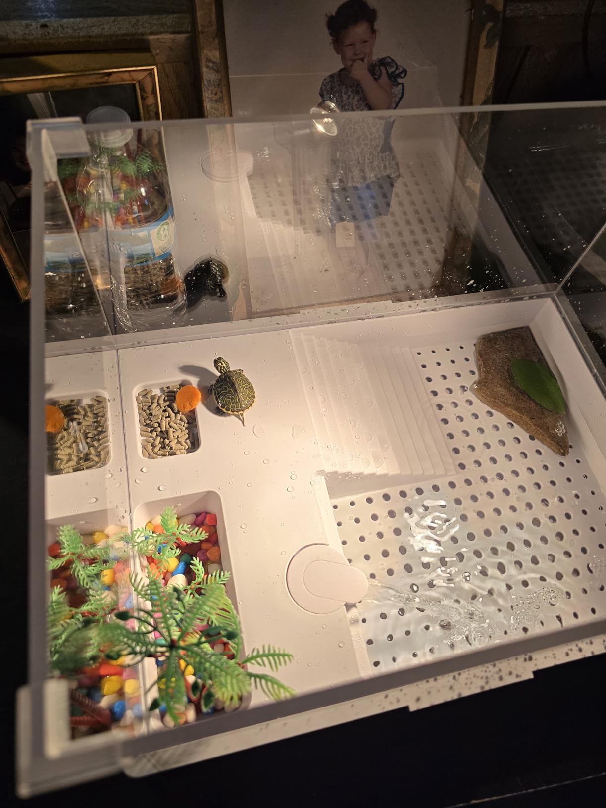 Medium Turtle Tank with Water Pump customer photo 1