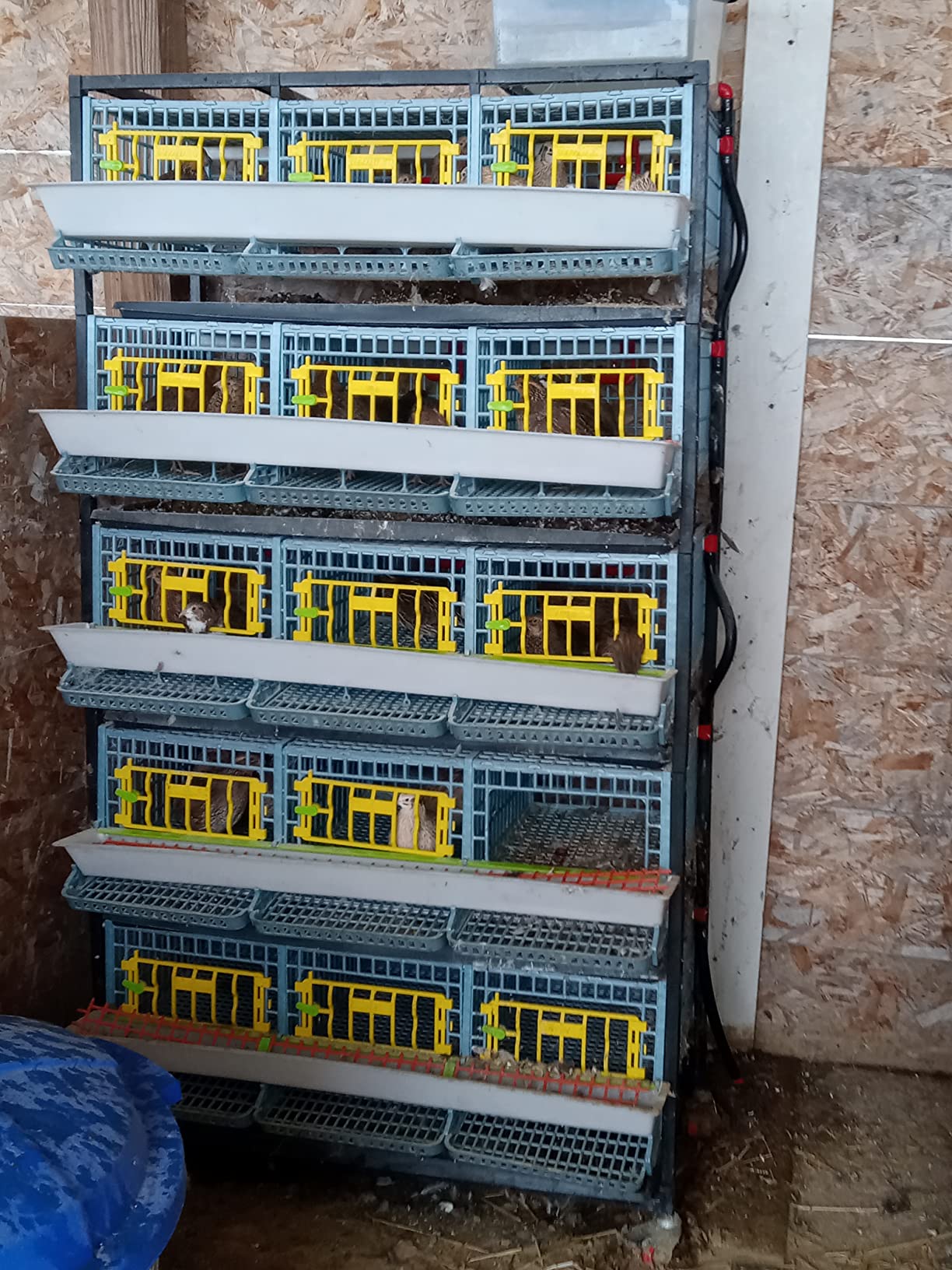 Hatching Time Quail Breeding Cage Indoor, 2 Section, 1 Layer, Traditional customer photo 1