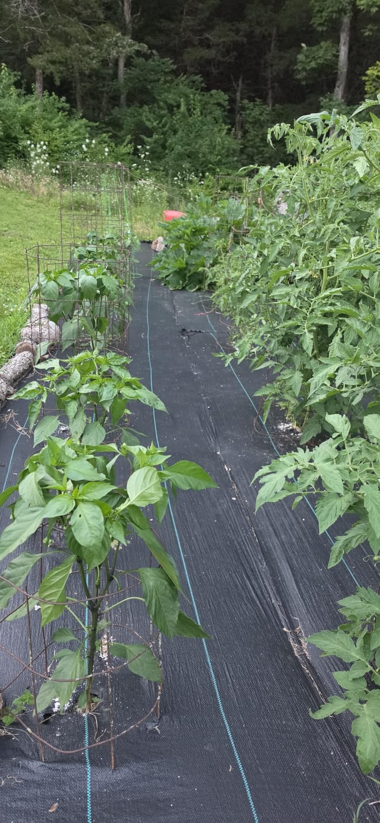 LAVEVE Heavy Duty Weed Barrier Landscape Fabric 4FT x 100FT customer photo 2