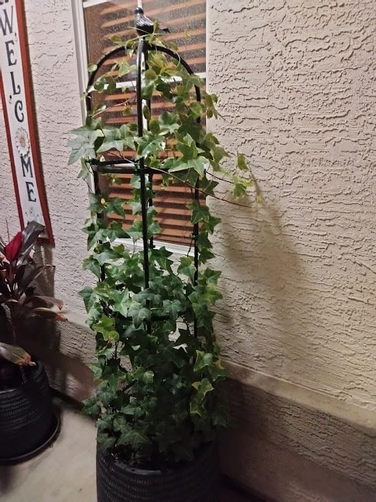 Garden Obelisk Trellis for Climbing Plants Outdoor 6 Ft Rose Bush Round Trellis for Pots Rustproof Metal Pipe with Plastic Coated Plant Flower Trellises for Clematis Vine Jasmine Support customer photo 2